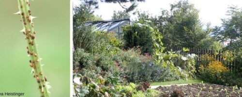 Blattläuse und Garten