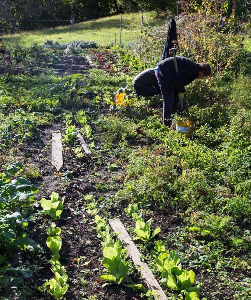 großer Gemüsegarten mit zwei arbeitenden Personen