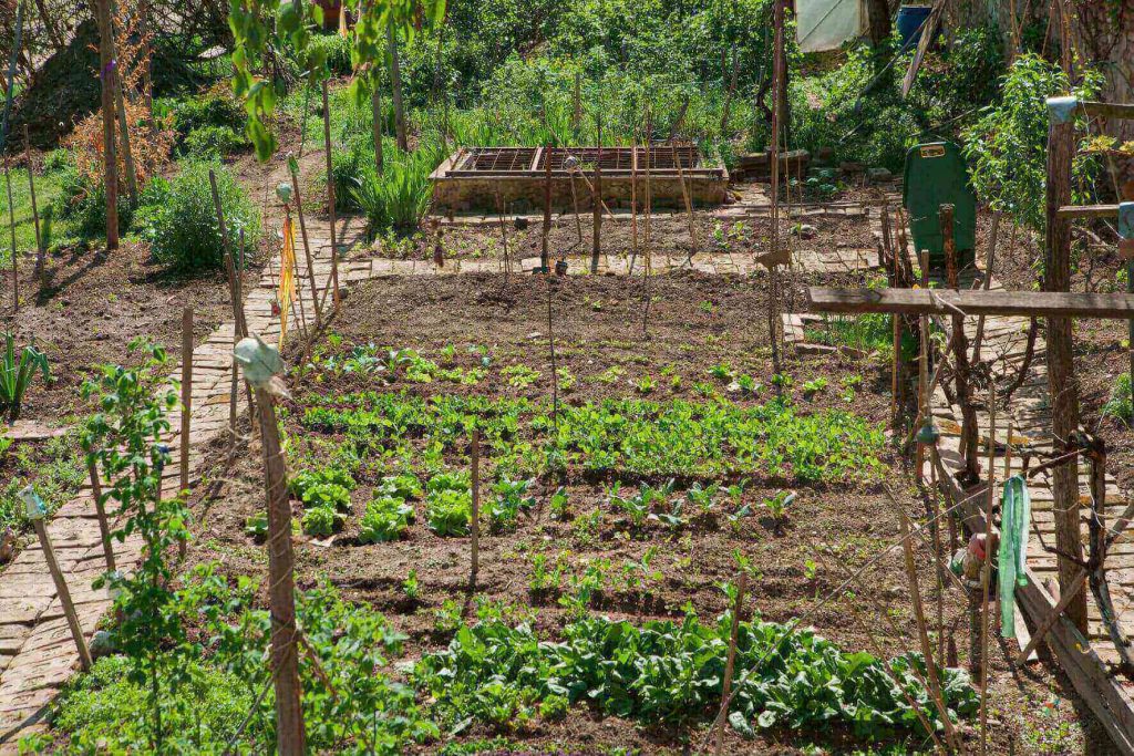 Gemüsegarten mit Gründüngung