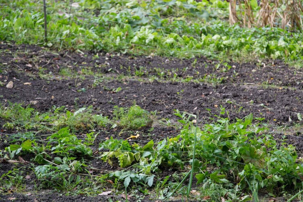 Damit deine Erde geschützt bleibt: Gründüngung