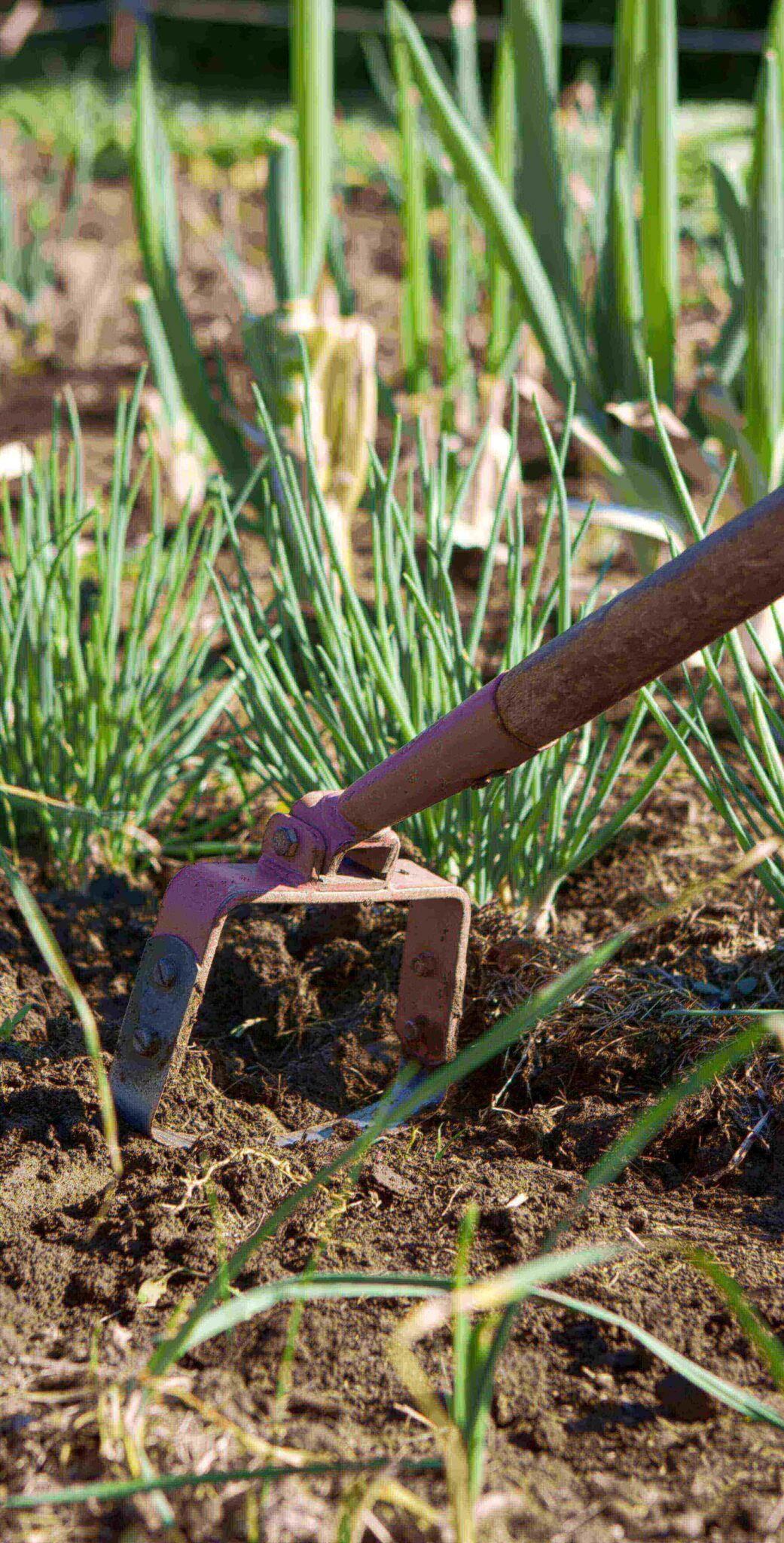 Gründüngung für den Garten Löwenzahn