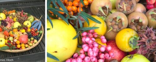 bunte Früchte
