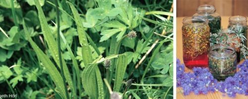frische Kräuter und Kräuter im Glas