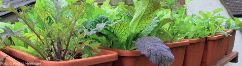 Salat auf dem Balkon