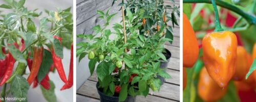 verschiedene Chilipflanzen