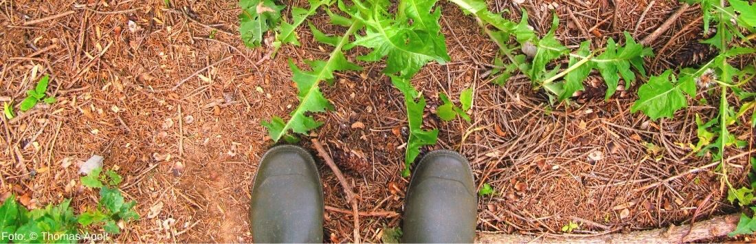 Waldboden mit Stiefel