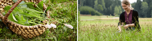 Wildpflanzen sammeln: so geht's