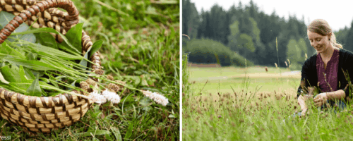 Wildpflanzen sammeln: so geht's