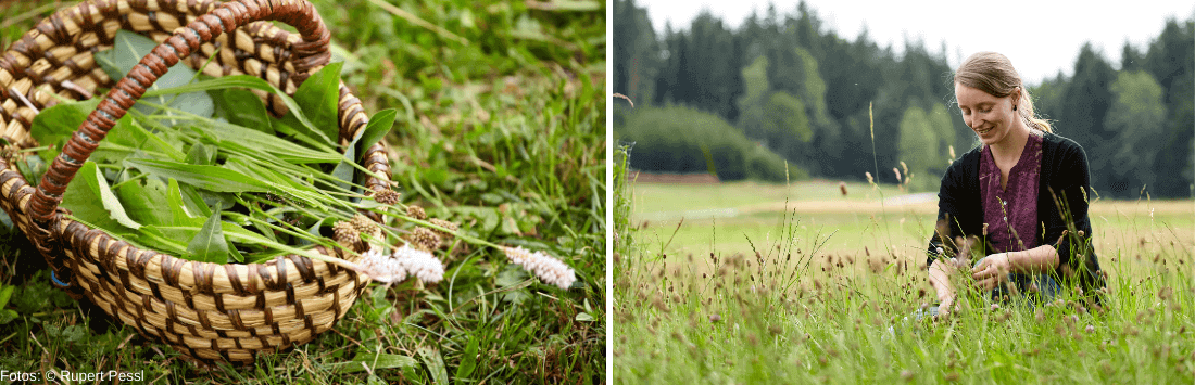 Wildpflanzen sammeln: so geht's