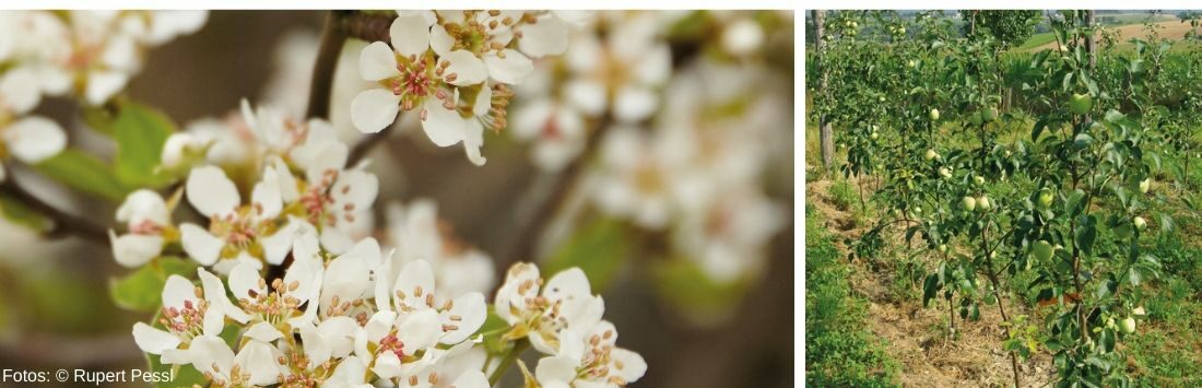 Obstbaumblüten und Äpfel am Baum