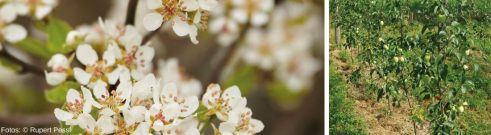 Obstbaumblüten und Äpfel am Baum