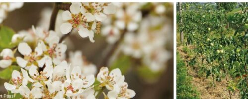 Obstbaumblüten und Äpfel am Baum