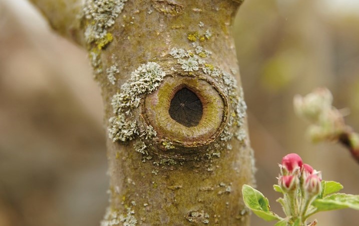 Baum verheilt nach Schnitt