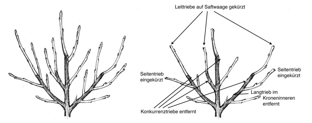 Grafik Erziehungsschnitt junge Obstbäume schneiden