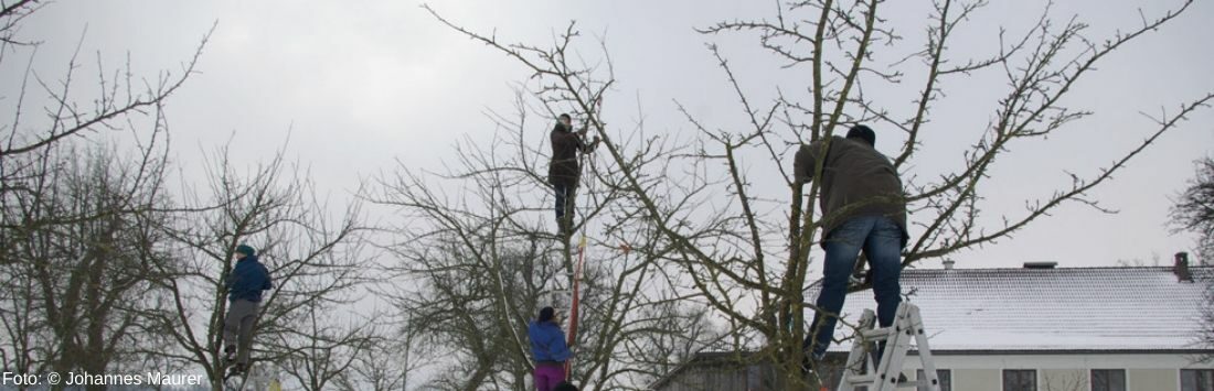 Menschen beim Obstbäume schneiden