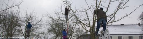 Menschen beim Obstbäume schneiden
