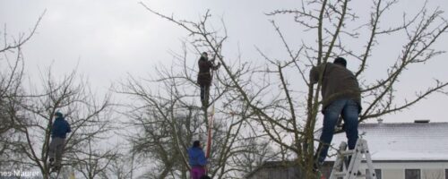 Menschen beim Obstbäume schneiden