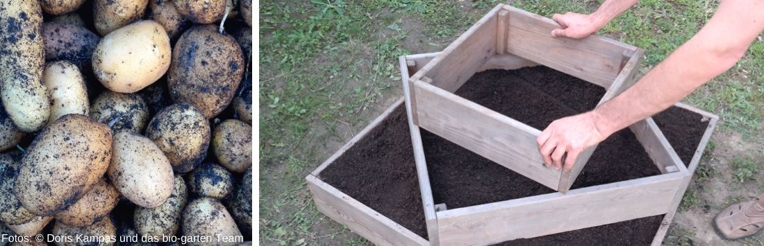 Kartoffeln selbst anbauen mit Kartoffelpyramide Löwenzahn