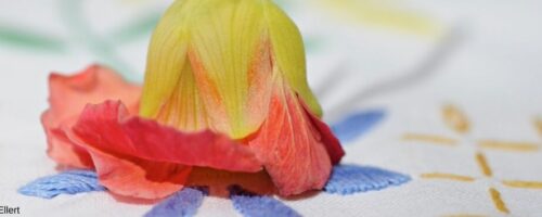 Blüte auf einem Tuch
