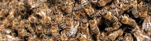 Bienen