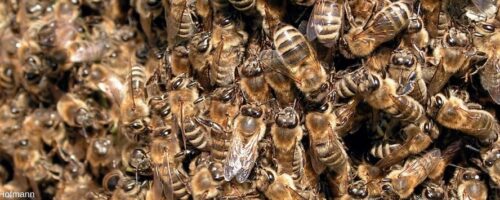 Bienen