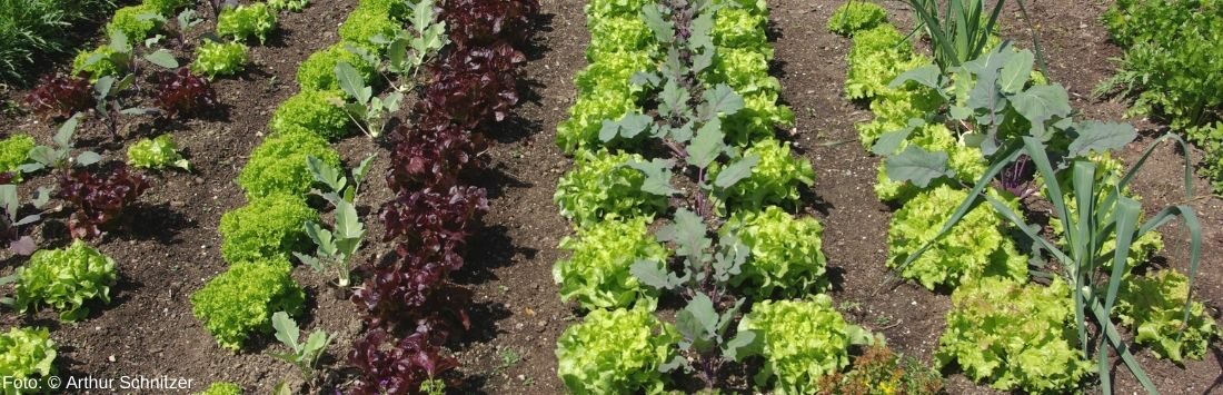 Salat im Gemüsegarten