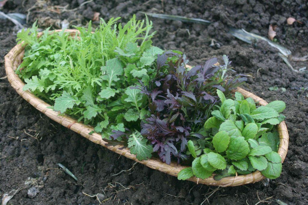 Ein Korb voller Freude: scharf-würzige Asia-Salate