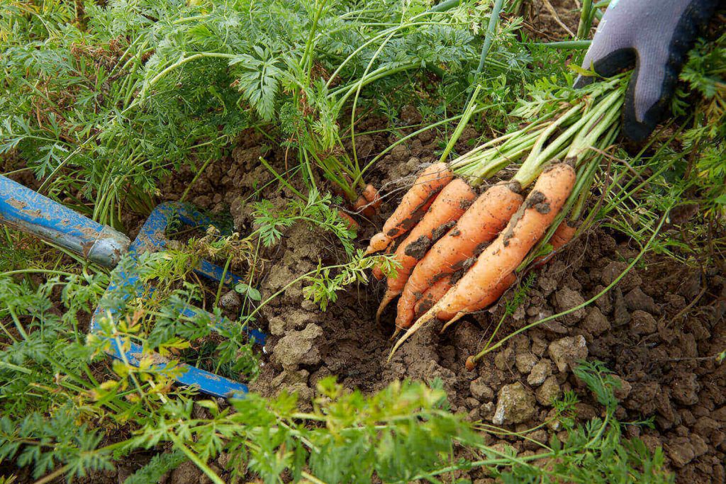 Bundkarotten aus dem Winterbeet