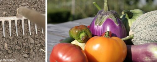 Erde mit Rechen und frisches Gemüse