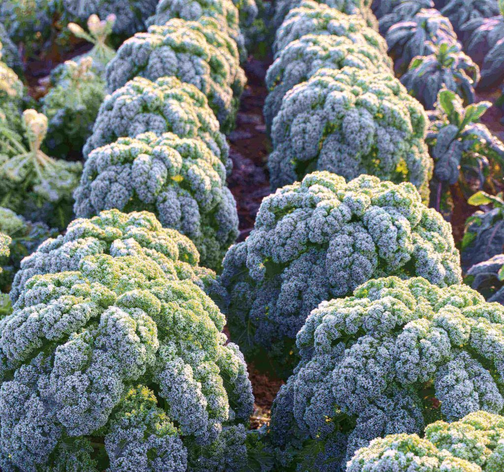 Grünkohl: gesund und kalorienarm, das perfekte Wintergemüse