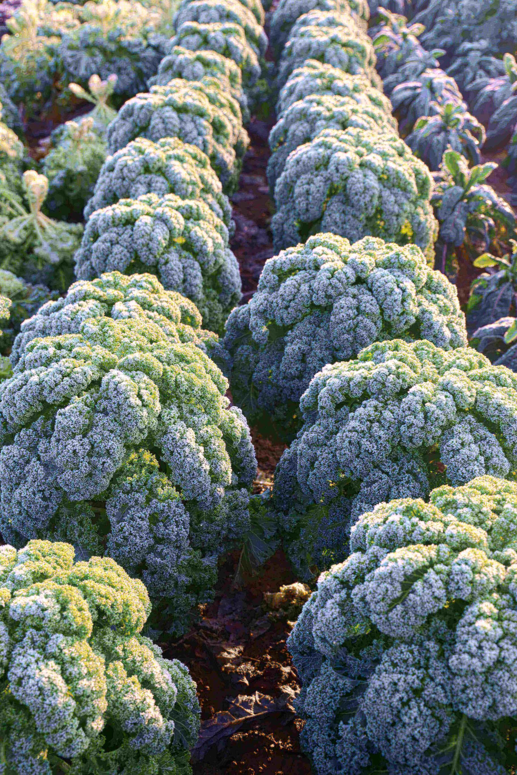Grünkohl: gesund und kalorienarm, das perfekte Wintergemüse