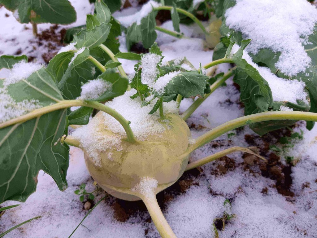 Er trotzt Schnee und Wetter: der Kohlrabi