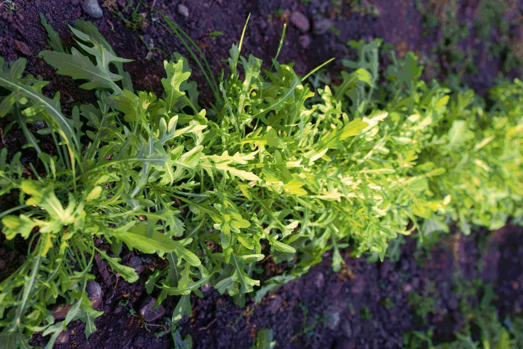 Rucola: würzig, gesund und einfach gut