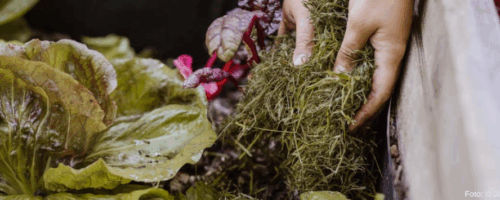 Hand Grasschnitt in Beet legt