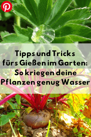 Tipps und Tricks fürs Gießen im Garten