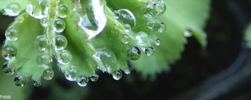 Pflanze mit abperlendem Wasser