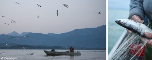 Boot am See und frisch gefangener Fisch
