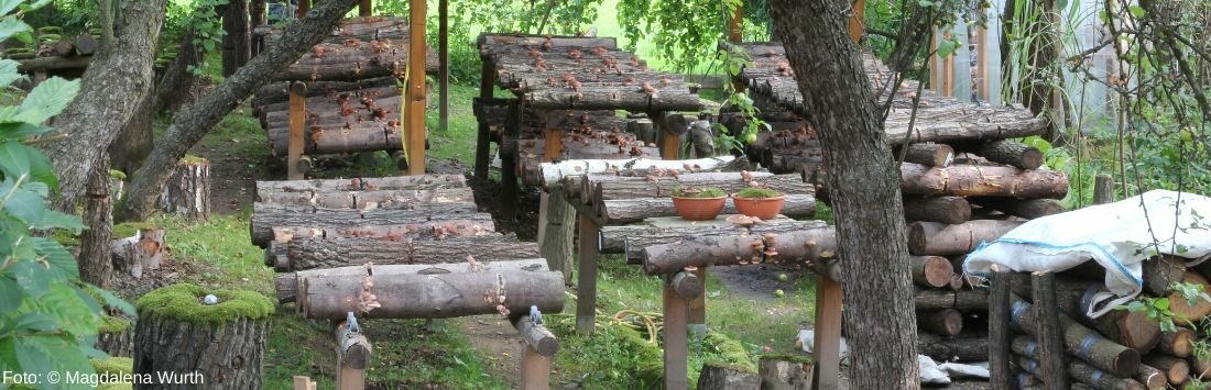 Pilze auf Holz im Garten