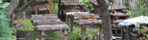 Pilze auf Holz im Garten