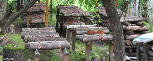 Pilze auf Holz im Garten