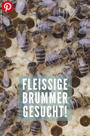 Fleißige Brummer gesucht!