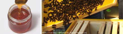 Honig im Glas und Bienenstock