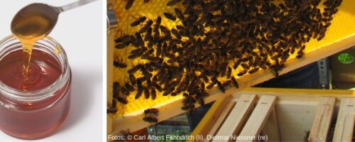 Honig im Glas und Bienenstock