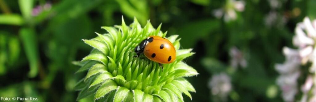 n-tzlinge-im-garten-so-lockst-du-tierische-helfer-an