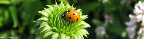 Marienkäfer auf einer Blume