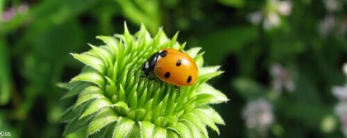 Marienkäfer auf einer Blume
