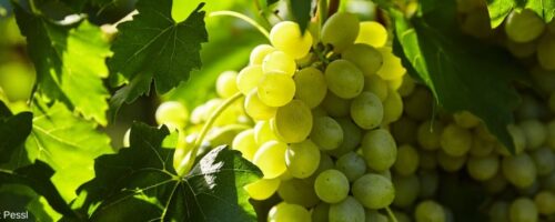 Weinrebe