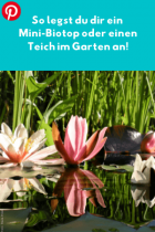 Minibiotop im Garten & Balkon anlegen Löwenzahn Verlag