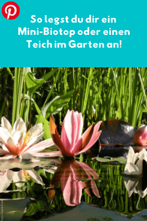 So legst du dir ein Mini-Biotop oder einen Teich im Garten an