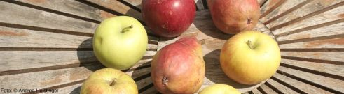 Äpfel und Birnen auf einem Tisch